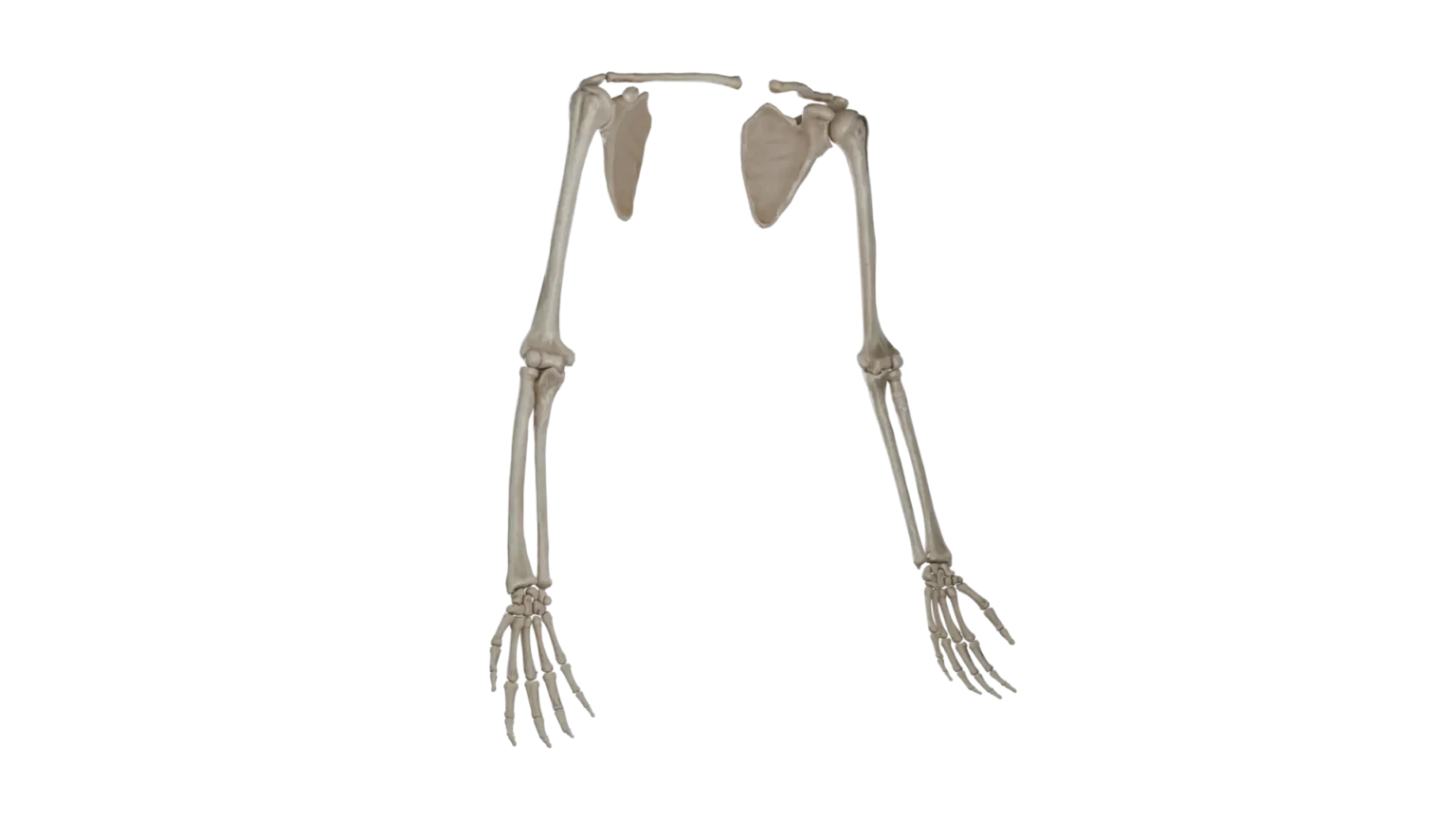 3D Anatomy Model Of Upper Limb Nerves VOKA 3d-anatomy-model-of-upper-limb-nerves-voka